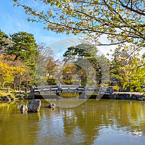 Beautiful full bloom Cherry Blossom - Sakura in scenic spring