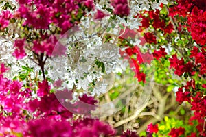 Beautiful full bloom colorful Indian Azaleas  Rhododendron simsii  flowers