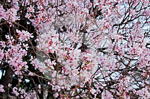 Beautiful full bloom pink cherry blossom sakura flowers trees