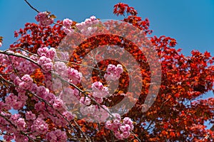 Beautiful full bloom of Purple pink wisteria blossom trees and double cherry blossoms flowers in springtime sunny day