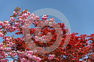 Beautiful full bloom of Purple pink wisteria blossom trees and double cherry blossoms flowers in springtime sunny day