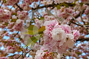 Beautiful full bloom of Purple pink wisteria blossom trees and double cherry blossoms flowers in springtime sunny day