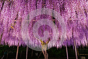 Beautiful full bloom of Purple pink Wisteria blossom trees trellis