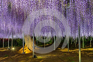 Beautiful full bloom of Purple pink Wisteria blossom trees trellis