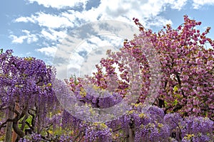 Beautiful full bloom of Purple pink Wisteria blossom trees trellis