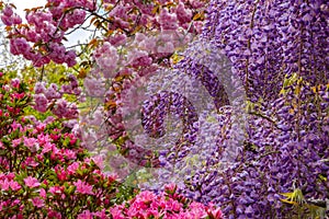 Beautiful full bloom of Purple pink Wisteria blossom trees trellis