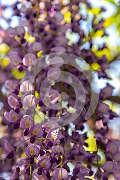 Beautiful full bloom of Purple pink Wisteria blossom trees trellis