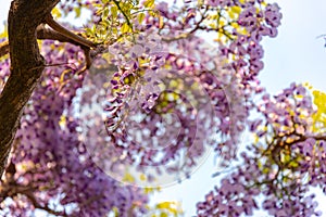 Beautiful full bloom of Purple Wisteria blossom trees trellis flowers with a cottage in springtime sunny day