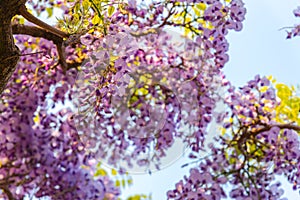 Beautiful full bloom of Purple Wisteria blossom trees trellis flowers with a cottage in springtime sunny day