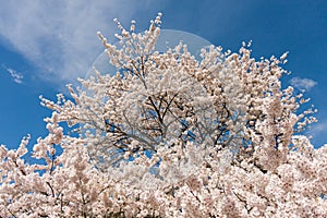 Beautiful full bloom sakura tree cherry blossom in Japan
