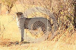 Beautiful full body of a wild cheetah standing in the african bush in Hwange National Park photo