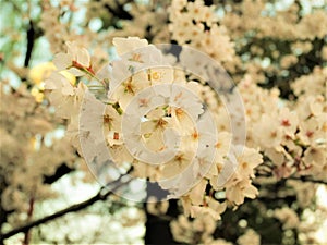 Beautiful Full  Cherry Blossom Sakura  white Cherry Tree Flowers in spring