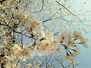 Beautiful Full  Cherry Blossom Sakura  white Cherry Tree Flowers in spring