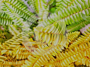 Beautiful full collor leaf