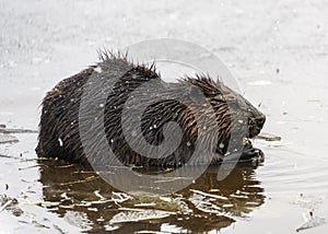 Beautiful full grown brown furred beaver