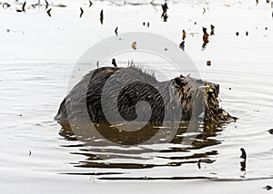 Beautiful full grown brown furred beaver