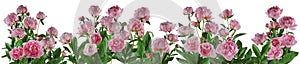 Beautiful full pink flowers and plants of peonies isolated