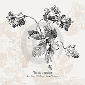 Full vector flower illustration