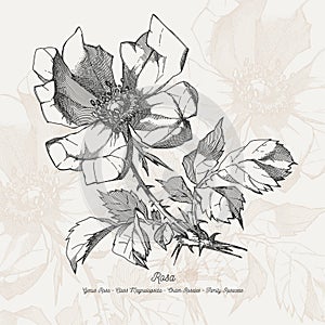 Full vector flower illustration