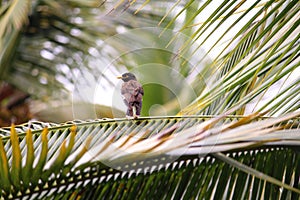 A beautiful fully feathered curious bird sits upon a coconut tree and posing while the was taken. Splitted tail looks amazing.