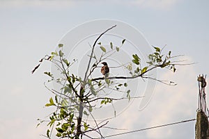 A beautiful fully feathered curious bird sits upon a coconut tree and posing while the was taken. Splitted tail looks amazing