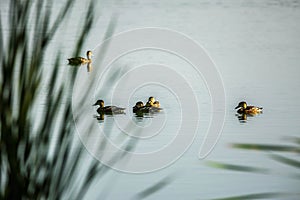 The beautiful Fulvous whistling duck