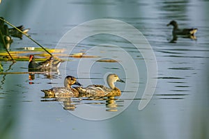 The beautiful Fulvous whistling duck