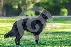 Beautiful fun Groenendael dog puppy. Black Belgian Shepherd Groenendael Autumn Portrait