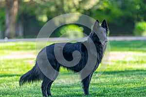 Beautiful fun Groenendael dog puppy. Black Belgian Shepherd Groenendael Autumn Portrait