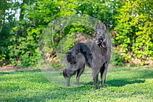 Beautiful fun Groenendael dog puppy. Black Belgian Shepherd Groenendael Autumn Portrait