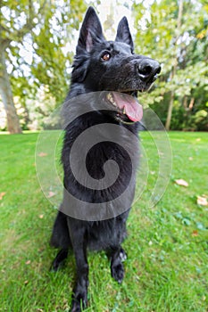 Beautiful fun Groenendael dog puppy waiting. Black Belgian Shepherd Groenendael Autumn Portrait