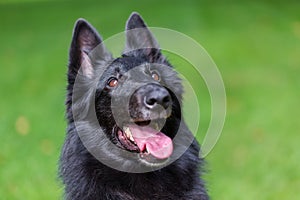 Beautiful fun Groenendael dog puppy waiting. Black Belgian Shepherd Groenendael Autumn Portrait