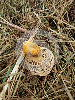 Beautiful fungi