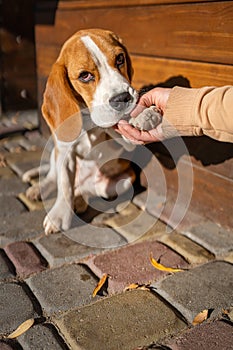 Beautiful and funny beagle puppy dog smart trained puppy gives paw to owner on the street near a cafe urban background