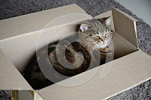 Beautiful  Funny cat in box on wooden background