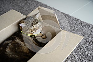 Beautiful  Funny cat in box on wooden background