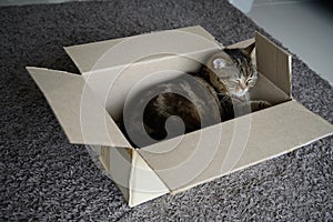 Beautiful  Funny cat in box on wooden background