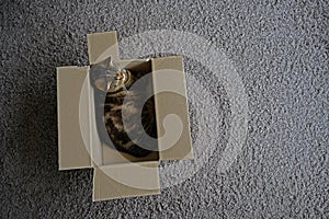 Beautiful  Funny cat in box on wooden background