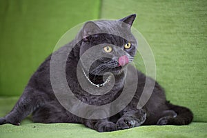 A beautiful funny cute british shorthair gray cat licking his nose on a sofa.