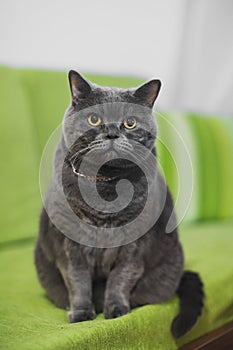 Beautiful funny cute british shorthair gray cat sitting on a sofa