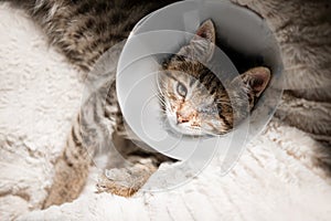 Beautiful funny gray kitten after surgery. He lies on a soft pillow in the bounding collar.