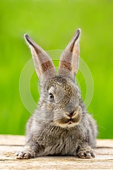 Beautiful funny grey rabbit on a natural green background