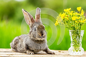 Beautiful funny grey rabbit on a natural green background