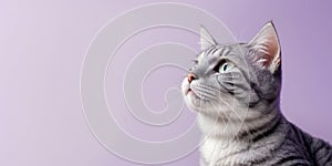 beautiful funny grey tabby British cat sitting on purple background. close up. copy space