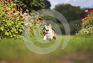 Beautiful funny puppy dog red Corgi in a red scarf fun running on green meadow flower sticking out your tongue and lifted high