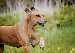 Beautiful funny rhodesian ridgeback dog puppy running in flower field meadow