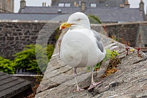 Beautiful and funny seagull on castle`s wall. Old castle on background.