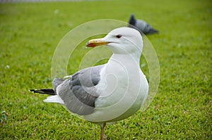 Beautiful and funny seagull on green grass. seagulls on green grass. Seagull in the UK on grass to entice worms to the surface for