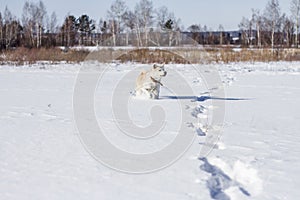 Beautiful funny smart pedigree dog Japanese Akita Inu stands in a snow field with his tongue sticking out in winter.