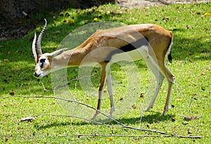 Beautiful fur patterns on a Thomson`s Gazelle